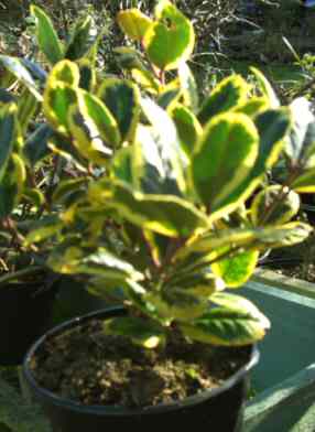 Ilex x altaclerensis Golden King holly ever green shrubs mail order online shopping direct home delvivery